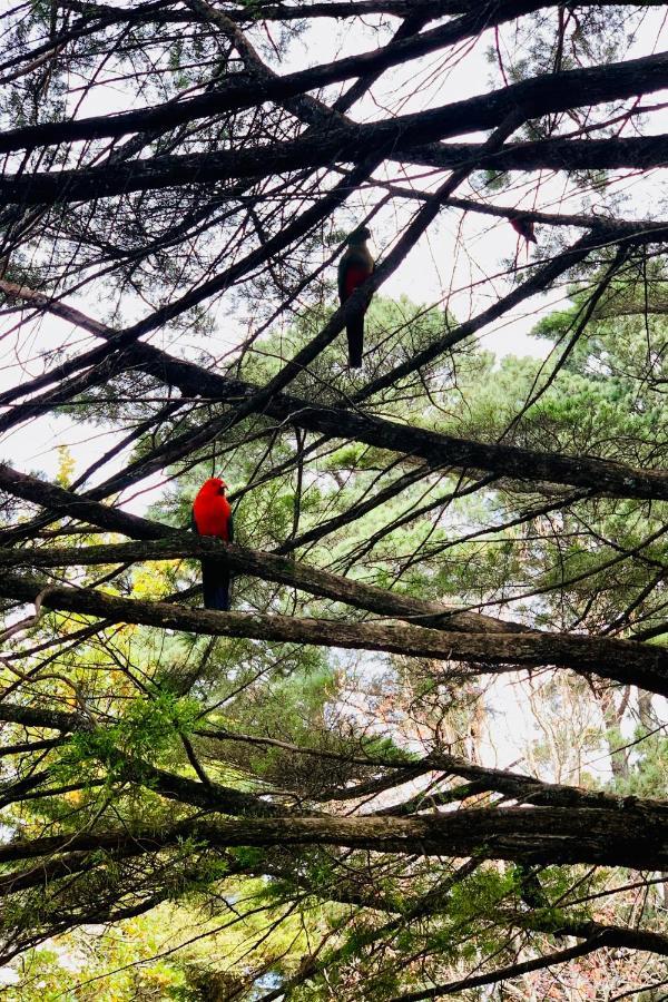 Falls Mountain Retreat Blue Mountains Wentworth Falls Esterno foto